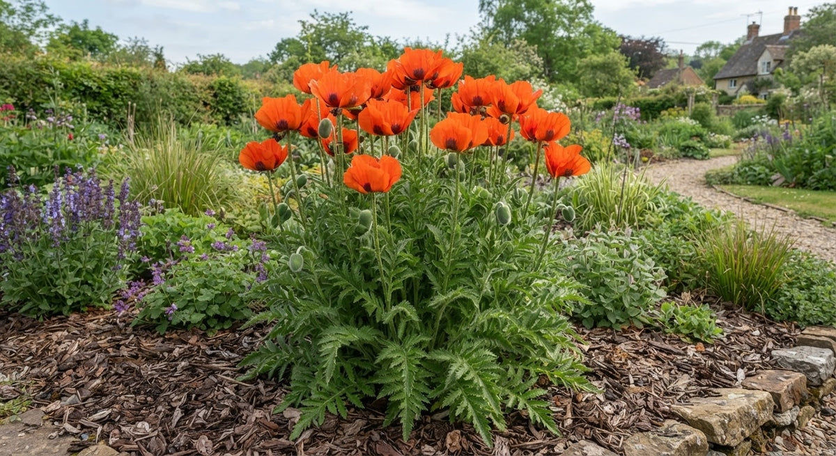 Symbolfoto / KI-Visualisierung: Papaver orientale 'Brillant'