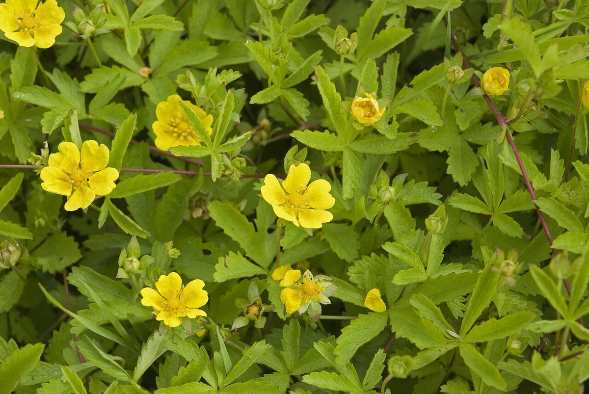 Botanisches Originalfoto: Potentilla nepalensis 'Mrs. Willmott' (Quelle: Wikimedia Commons)