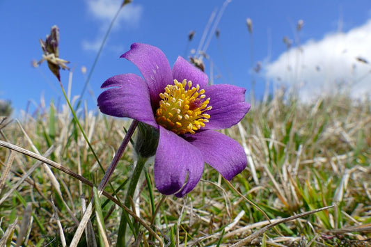 Botanisches Originalfoto: Pulsatilla vulgaris 'Röde Klokke' (Anemone) (Quelle: Wikimedia Commons)