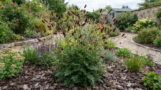 Symbolfoto / KI-Visualisierung: Sanguisorba officinalis 'Burgundy'