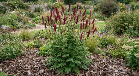 Symbolfoto / KI-Visualisierung: Sanguisorba 'Purple Candles'