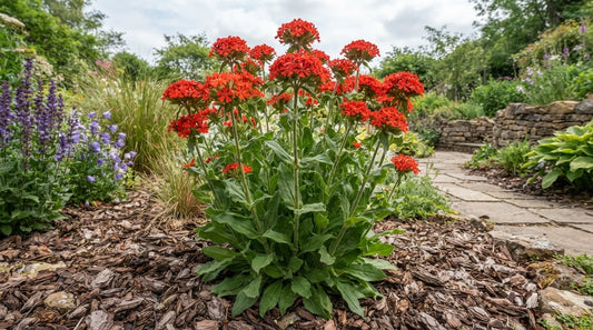 Symbolfoto / KI-Visualisierung: Silene chalcedonica (Lychnis)